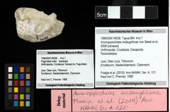 Foto (Objekt + Etiketten) von Ammopylocheles mclaughlinae (Van Bakel et al., 2008)